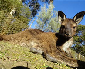 Ballarat Wildlife Park - Melbourne Tourism 0