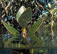 Jawbone Marine Sanctuary - Melbourne Tourism