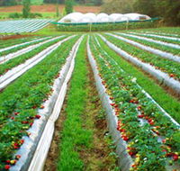 Kookaberry Strawberry Farm - Melbourne Tourism
