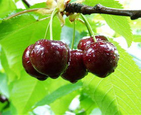 Red Hill Cherry Farm - Melbourne Tourism 0