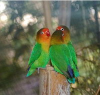 Ballarat Bird World - Melbourne Tourism