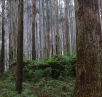 Kinglake National Park - Melbourne Tourism