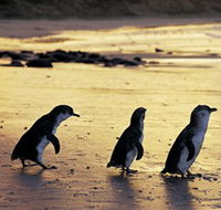Phillip Island Nature Park - Melbourne Tourism