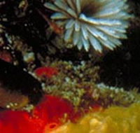 Point Cooke Marine Sanctuary - Melbourne Tourism