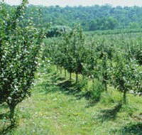 Pettys Orchard - Melbourne Tourism