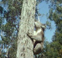 Creswick Regional Park - Melbourne Tourism