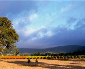 Mount Avoca - Melbourne Tourism 0