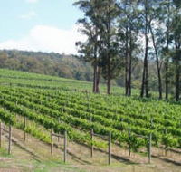 Piedmont Vineyard - Melbourne Tourism