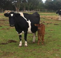 Animal Land Children's Farm - Melbourne Tourism