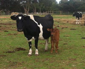 Animal Land Children's Farm - Melbourne Tourism 0