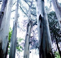Dandenong Ranges National Park - Melbourne Tourism