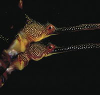 Eagle Rock Marine Sanctuary - Melbourne Tourism