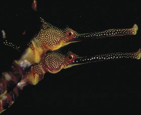 Eagle Rock Marine Sanctuary - Melbourne Tourism 0