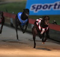 Dapto Dogs - Melbourne Tourism