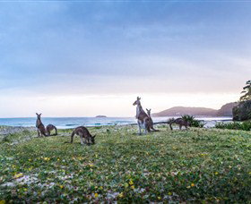 Pebbly Beach NSW Melbourne Tourism