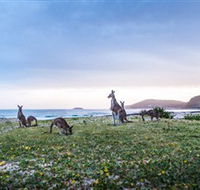 Pebbly Beach - Melbourne Tourism
