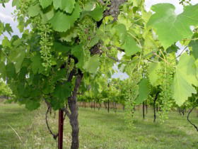 Holland Wines - Melbourne Tourism 0