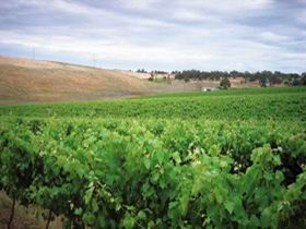 Uleybury Wines - Melbourne Tourism 2