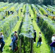Crosswinds Vineyard - Melbourne Tourism
