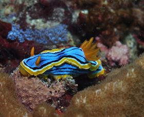Coral Gardens Dive Site Mooloolaba - Melbourne Tourism 1