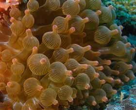 Coral Gardens Dive Site Mooloolaba - Melbourne Tourism 0