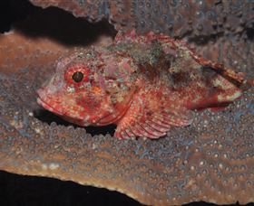 Coral Gardens Dive Site Mooloolaba - Melbourne Tourism 2