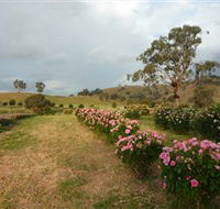 Damasque Rose Oil Farm - Melbourne Tourism