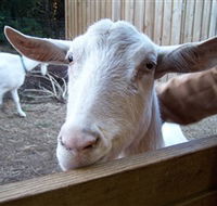 Drysdale Cheeses - Melbourne Tourism