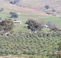 Wymah Organic Olives and Lambs - Melbourne Tourism