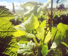 Punt Road Winery - Melbourne Tourism 0