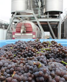 Punt Road Winery - Melbourne Tourism 4