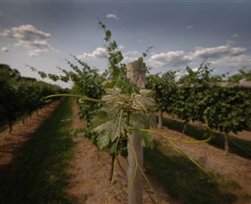Punt Road Winery - Melbourne Tourism 7