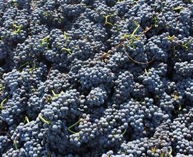 Punt Road Winery - Melbourne Tourism 6