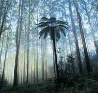 Yarra Ranges National Park - Melbourne Tourism