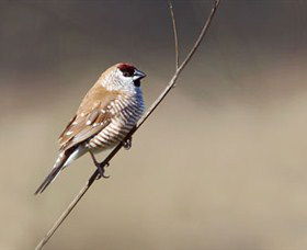Capertee Valley Bird Trail - Melbourne Tourism 3