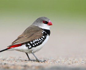 Capertee Valley Bird Trail - Melbourne Tourism 1