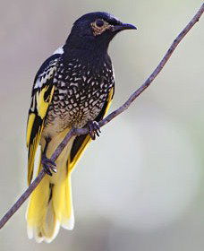 Capertee Valley Bird Trail - Melbourne Tourism 4