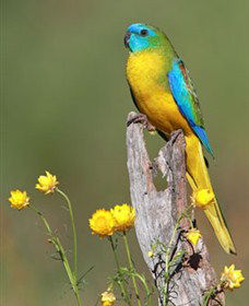 Capertee Valley Bird Trail - Melbourne Tourism 5