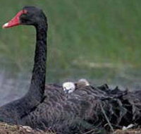 French Island Marine National Park - Melbourne Tourism
