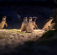 Phillip Island Nature Parks - Melbourne Tourism