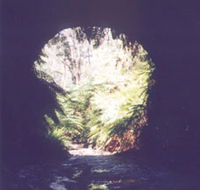 Glow Worm Tunnel - Melbourne Tourism
