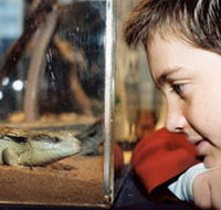 Canberra Reptile Zoo - Melbourne Tourism