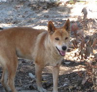 Cohunu Koala Park - Melbourne Tourism