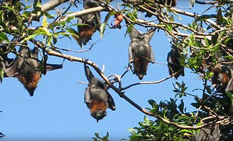 Blackbutt Reserve - Melbourne Tourism 1