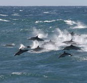 Tamboi Queen Cruises - Melbourne Tourism