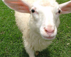 Golden Ridge Animal Farm - Melbourne Tourism 0