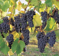 Hills Short Wine and Food Trail - Melbourne Tourism