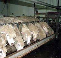 Island Pure Sheep Dairy And Cheese Factory - Melbourne Tourism