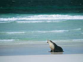 Flinders Chase National Park - Melbourne Tourism 1