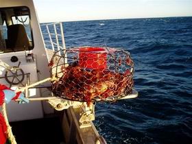 Lacepede Seafood - Melbourne Tourism 1